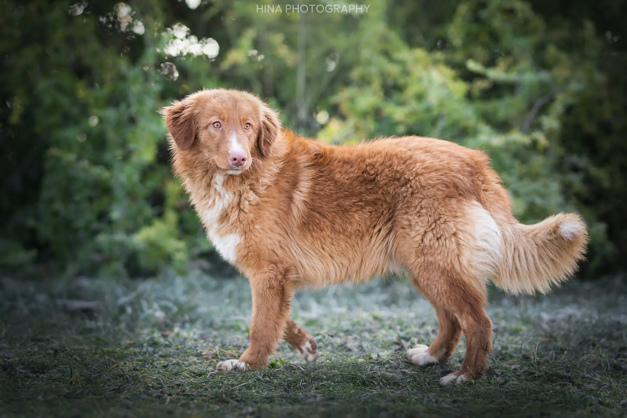 Retrievers de la Nouvelle-Écosse jouant dans l'herbe, élevage à Beaumont-du-Gâtinais