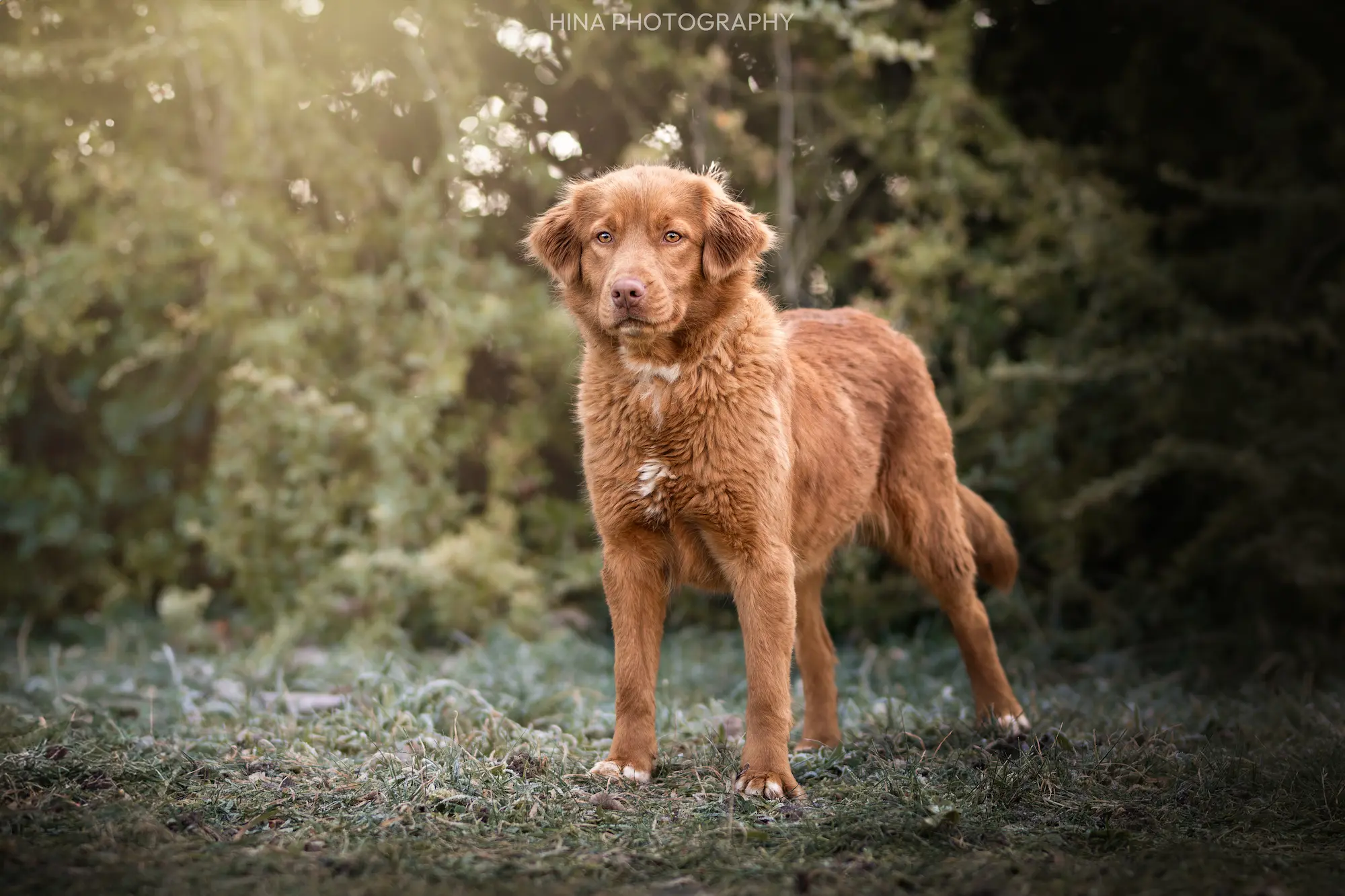 Retriever de la Nouvelle-Écosse au pelage roux dans la campagne, élevage familial en Île-de-France