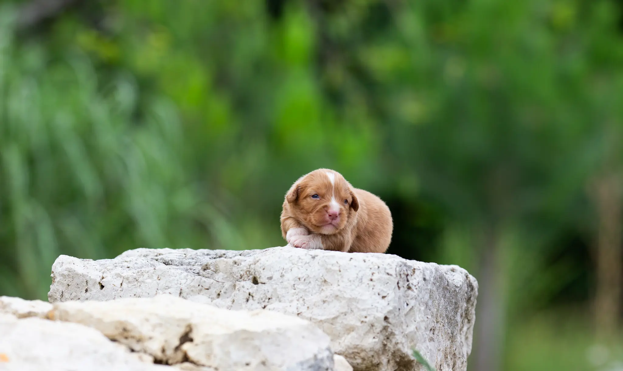 Vulko, chiot retriever de la Nouvelle-Écosse mâle au pelage roux vif, allongé dans l'herbe